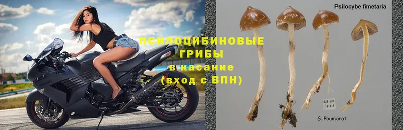 MEGA ССЫЛКА  Камышин  Галлюциногенные грибы Psilocybine cubensis 